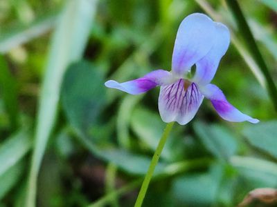 427 Shaws Road, Hollisdale