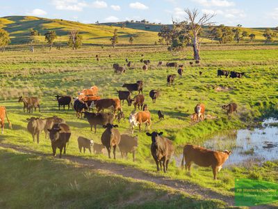 351 Shepherds Creek Road, Euchareena