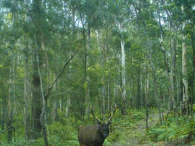 59B Burgess Track, Wallagaraugh, Genoa