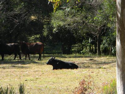 Maleny