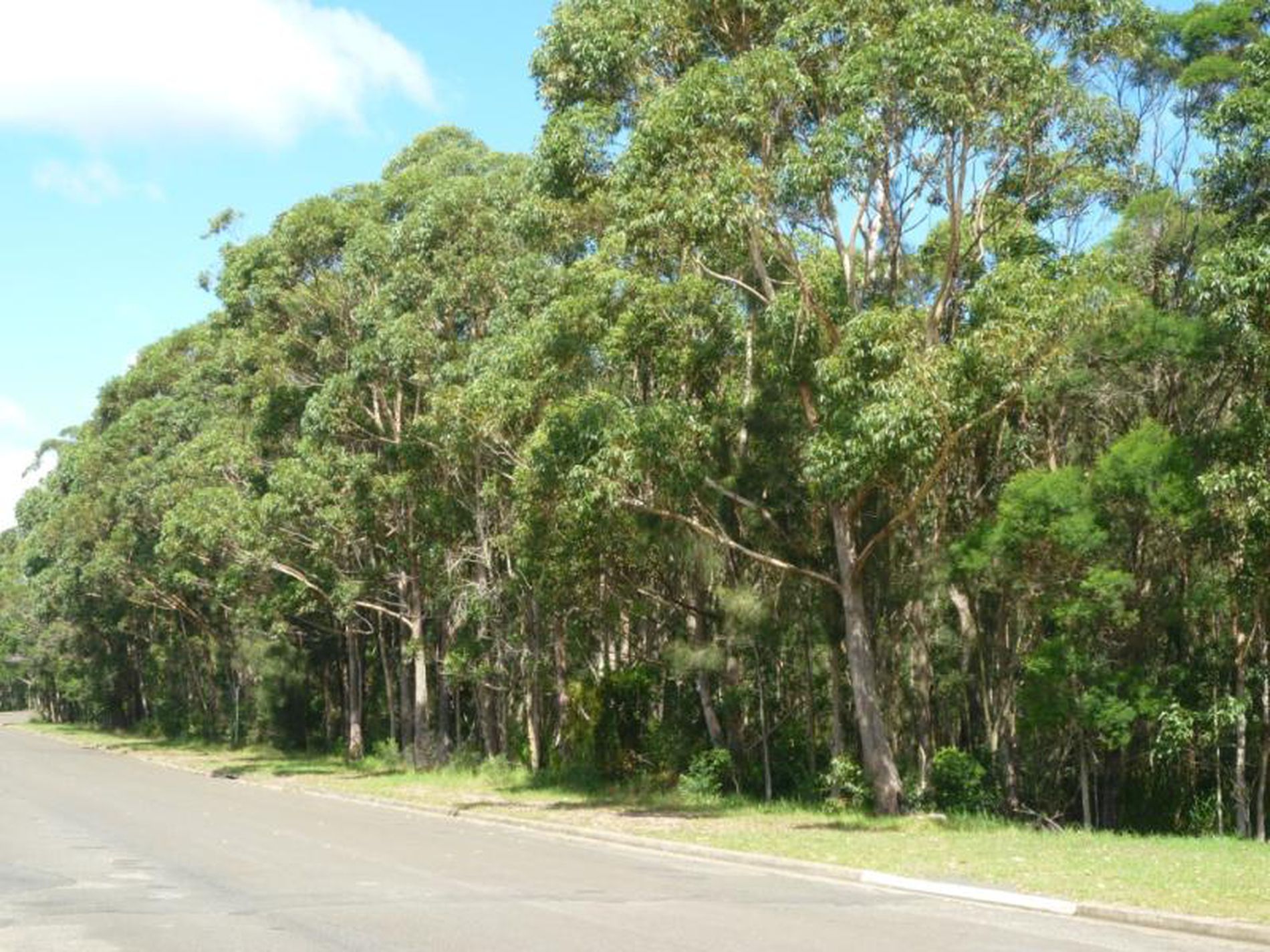 170 Leo Drive, Narrawallee