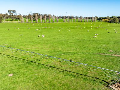 'Pastoria Park' 205 Balldale Road, Hopefield