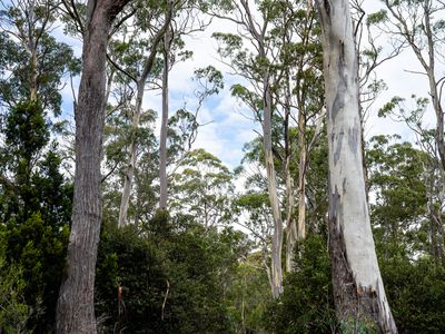 'Hardings Bay Retreat', Lake Leake Road, Lake Leake