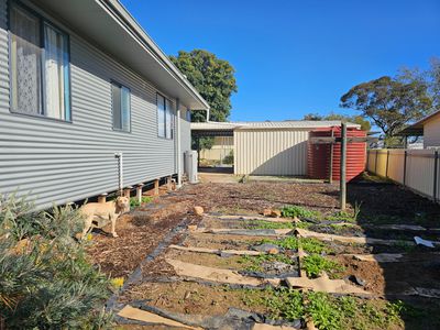 13 Pollock, Merredin