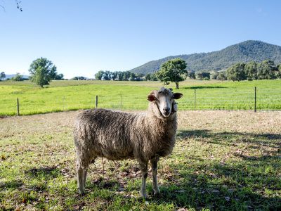 1454 Yackandandah-Dederang Road, Dederang