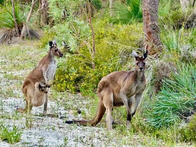 43 Evergreen Gardens, Carramar