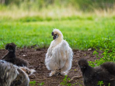 40 McGinn Road, Gheerulla