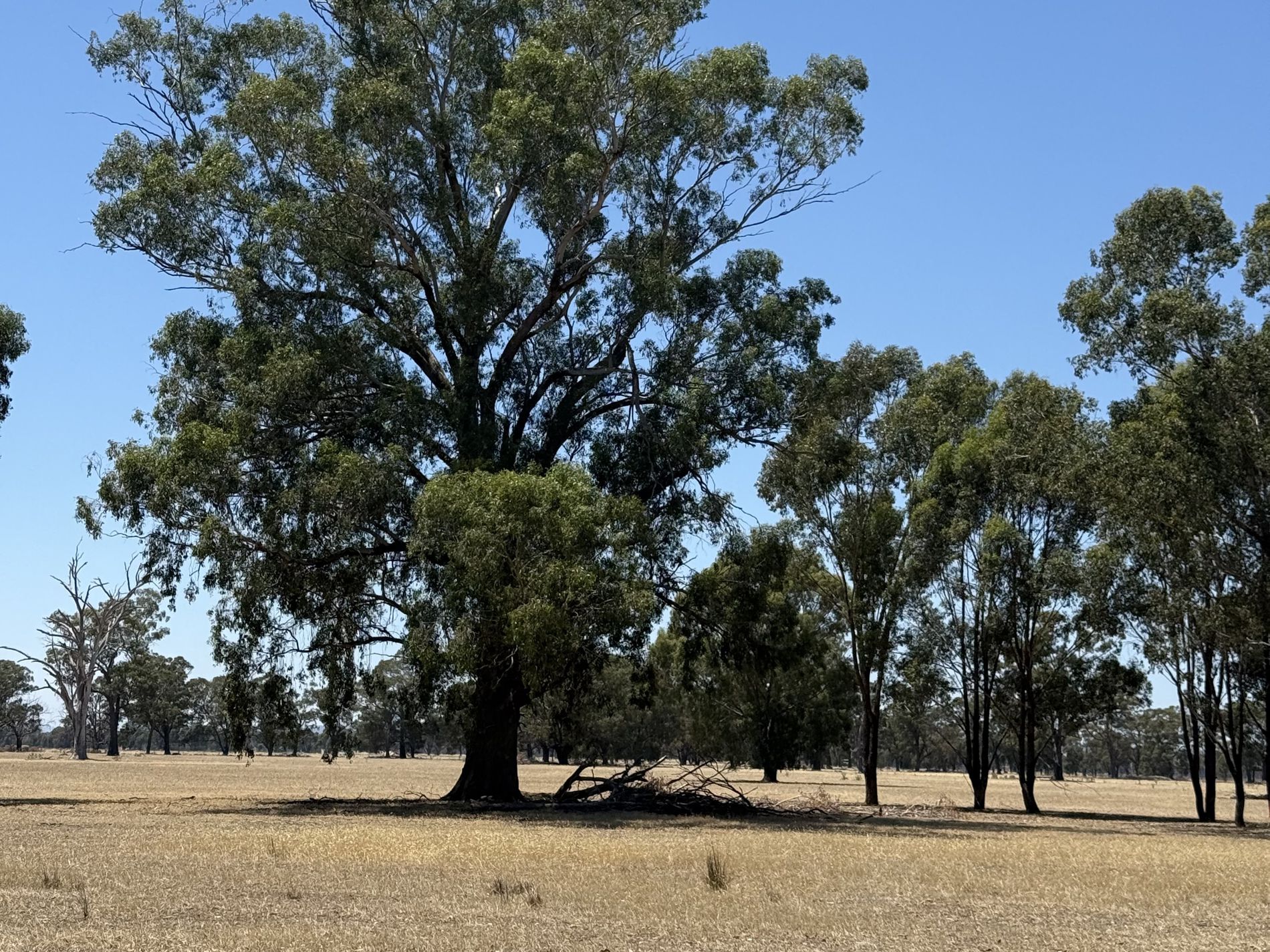 Cnr Clohessy Road and Escort Bridge Road, Norong