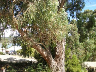 42 Chuter Street, Deep Bay