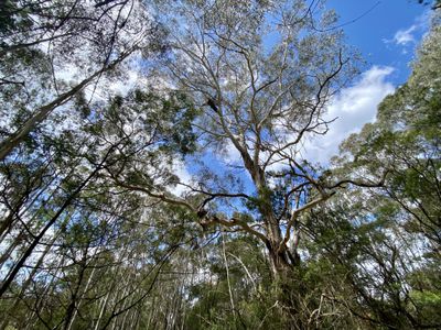 2 Wilson Lane, Majors Creek