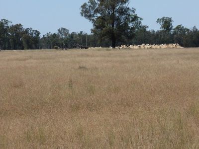 4096 Goolhi Road, Gunnedah