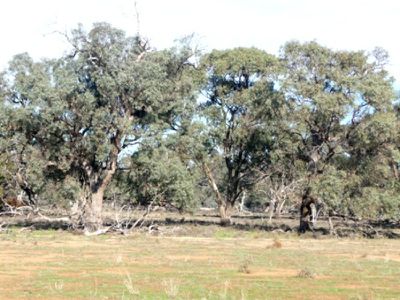 Wilson Road, Deniliquin