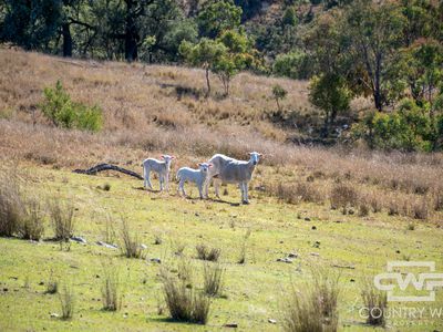 Lot 12, 212 Mole Station Road, Tenterfield