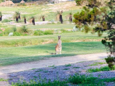 6 Russley Grove, Yanchep