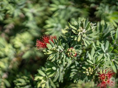 8 Oakmont Place, Woongarrah