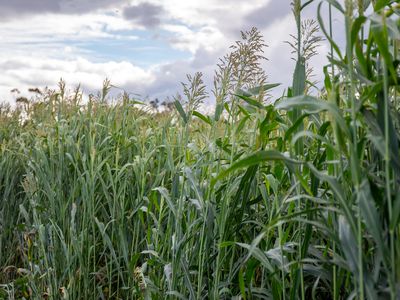 Lot Plain View Aggregation, 916 Emmaville Road, Glen Innes