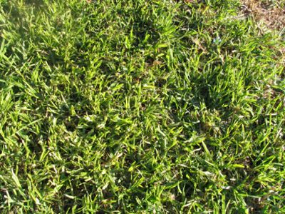 Lot 296, Papillon Boulevard, Tarneit