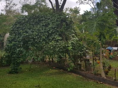 Lot 72 Palmer Road, Cooktown
