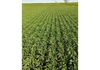 Lot 566 Coolgardie Esperance Highway, Salmon Gums
