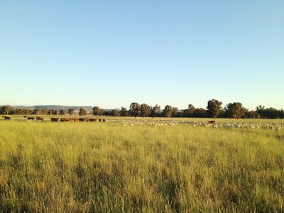 806 Ralvona Lane, Holbrook
