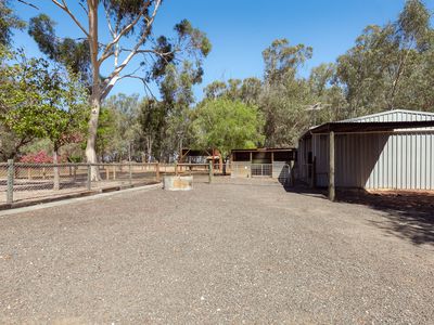 24 SWAMP GUM, Oakford