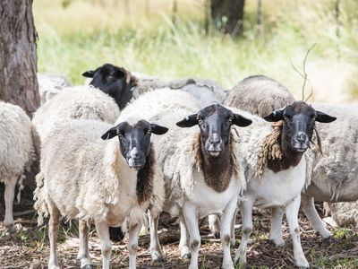 72 Shale Lane, High Range