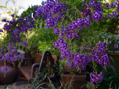 24 / 10 Golden Orchid Drive, Airlie Beach