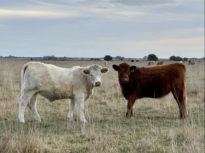 Lot 1, Lot 417 & 429, Sebastopol Springs Rd , Sebastopol