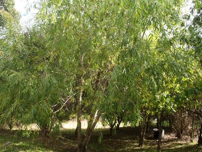 25 Milford Road, Kaoota