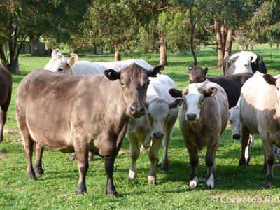 96 Rudgyard Place, Hay