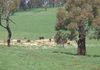 Lot 4 Reyfield Drive, Orange