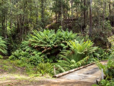 230 Fyfes Road, Mountain River