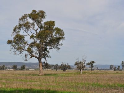 Wagga Wagga Road, Holbrook