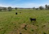 6119 Burrendong Way, Stuart Town