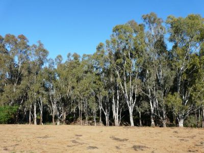 Lot 16 Pinewood Lane, Tocumwal