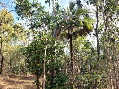 1698 Endeavour Valley Road, Cooktown