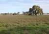 3166 Back Trundle Road, Parkes