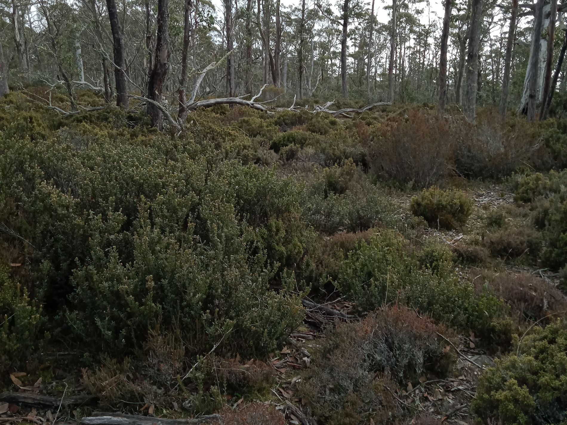 PID 5004617 'Christmas Marsh' Arthurs Lake Road, Arthurs Lake