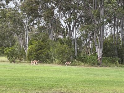36 Francis Avenue, Booral