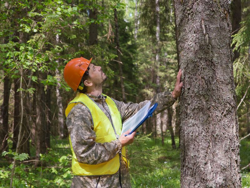 For Sale: Established Professional Tree Service  Thriving Business with Substantial Equipment