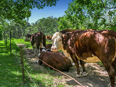 442 Blue Knob Road, Nimbin