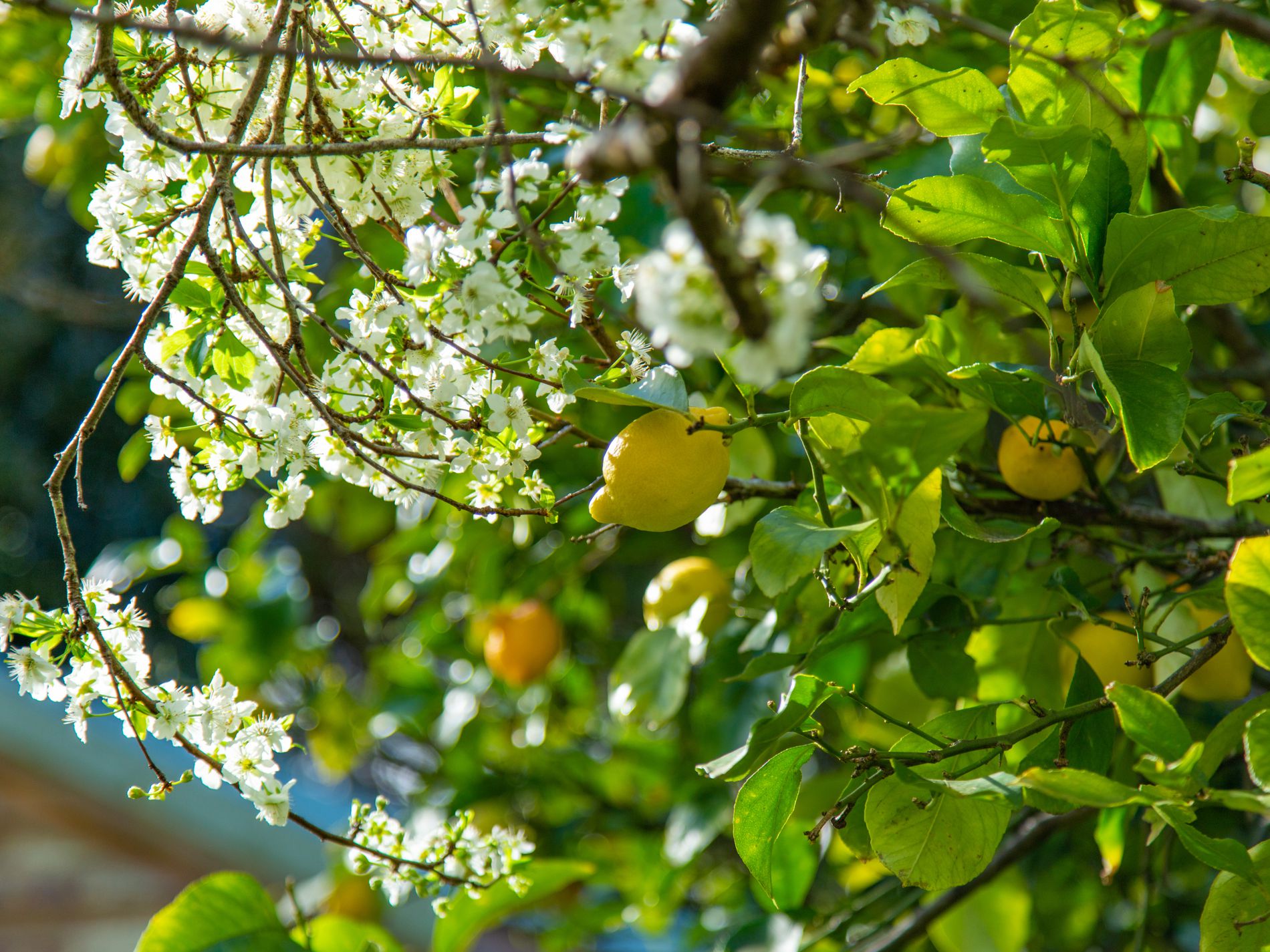 21 Sullivan Rd, Burradoo