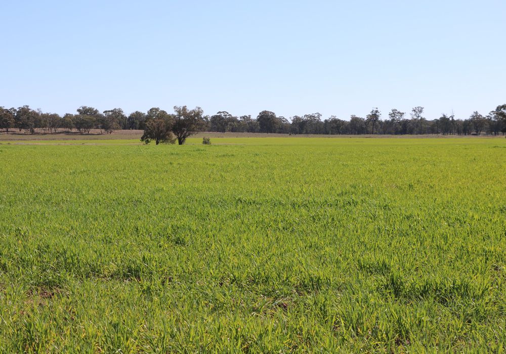 Back Trundle Road, Parkes