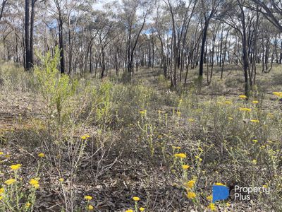 CA 37H Olympic Parade, Maiden Gully