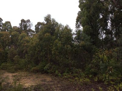 50 Bushy Park Estate Road, Kinglake