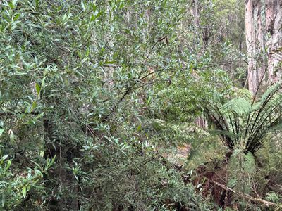 711 Judds Creek Road, Judbury