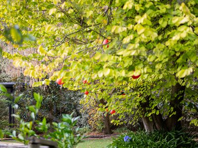 181 Acacia Drive, Millicent