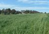* Packham Drive, Molong