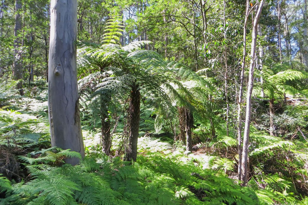 Lot 62 Baxters Ridge Road, Gloucester
