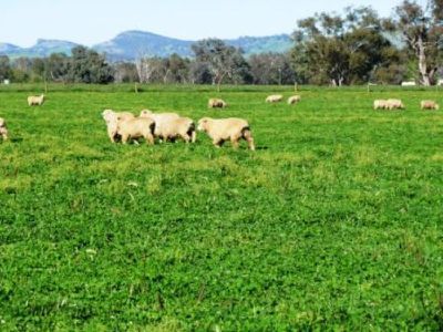 Mountain Creek Road, Holbrook